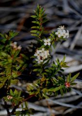 Pimelea suteri