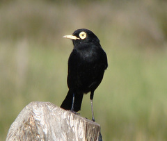 Spectacled Tyrant photo 3