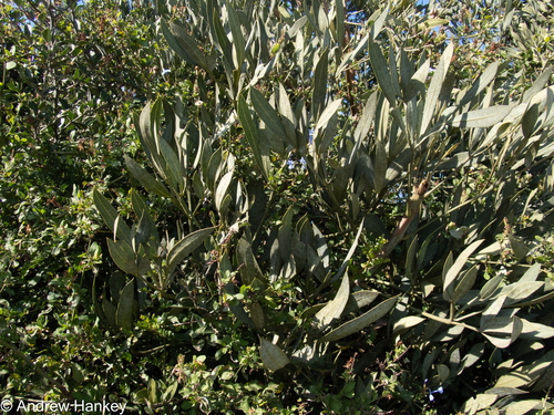 Cussonia gamtoosensis Strey
