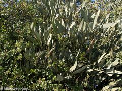 Cussonia gamtoosensis, photograph (c) Andrew Hankey, some rights reserved (CC BY-SA)