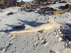 Triakis megalopterus