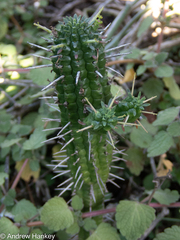 Euphorbia mammillaris, photograph (c) Andrew Hankey, some rights reserved (CC BY-SA)