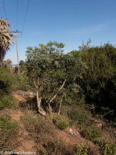 Cussonia gamtoosensis, photograph 3