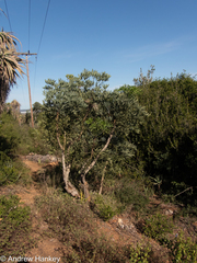 Cussonia gamtoosensis, photograph (c) Andrew Hankey, some rights reserved (CC BY-SA)
