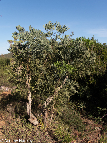 Gamtoos Cabbage Tree (Cussonia gamtoosensis)