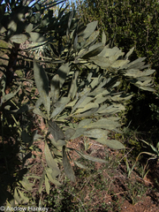 Cussonia gamtoosensis, photograph (c) Andrew Hankey, some rights reserved (CC BY-SA)