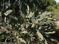 Cussonia gamtoosensis, photograph (c) Andrew Hankey, some rights reserved (CC BY-SA)