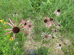 Echinacea sanguinea