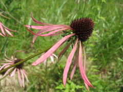 Echinacea sanguinea