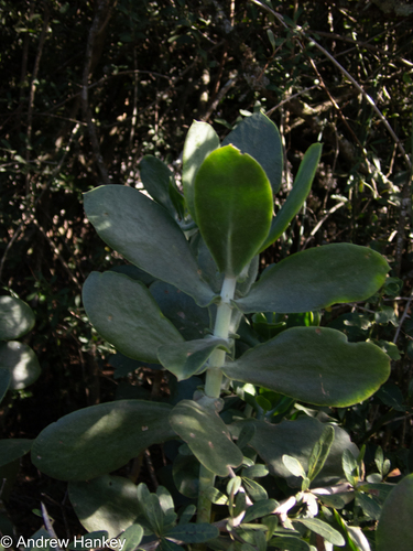 Cotyledon velutina