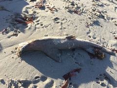 Triakis megalopterus