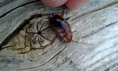 Parcoblatta pennsylvanica