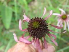 Echinacea sanguinea