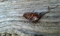 Parcoblatta pennsylvanica