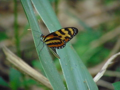 Mechanitis polymnia caucaensis