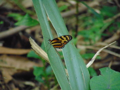Mechanitis polymnia caucaensis
