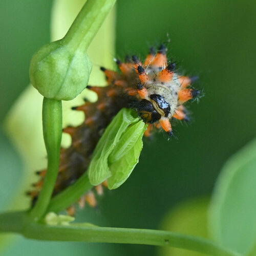 Southern Festoon, Austria, photo 7 of 10