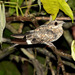 Ladder-tailed Nightjar - Photo (c) Carmelo López Abad, some rights reserved (CC BY-NC), uploaded by Carmelo López Abad
