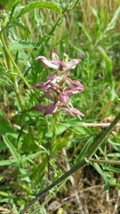Anacamptis coriophora fragrans