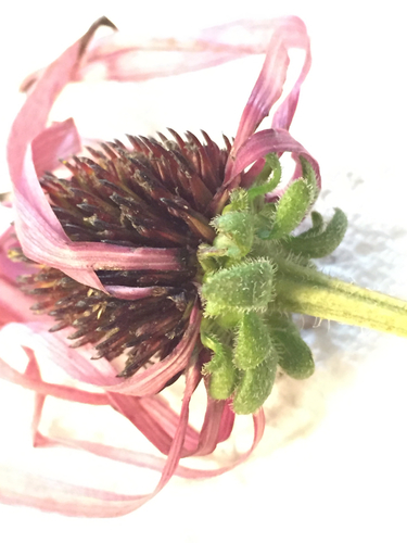 Sanguin purple coneflower (Echinacea sanguinea)