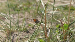 Lycaena phlaeas