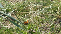 Lycaena phlaeas
