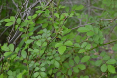 Chrysopilus thoracicus