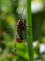 Panorpa meridionalis