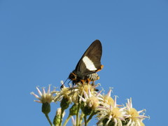 Coeliades forestan forestan