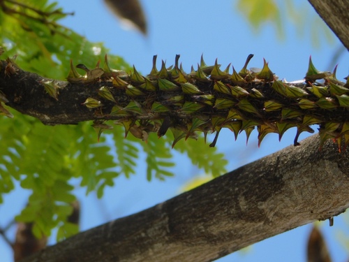 Thorn Treehopper photo 4