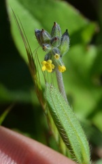 Myosotis balbisiana
