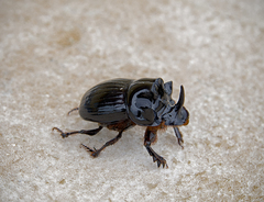 Copris lunaris