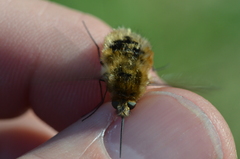 Bombylius minor