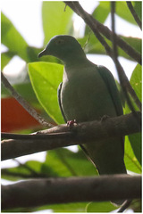 Ptilinopus melanospilus