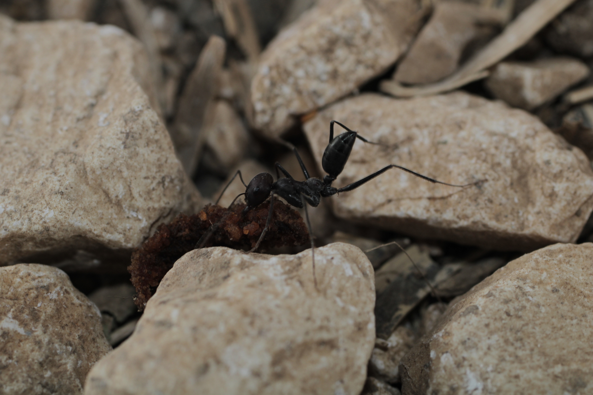 Cataglyphis israelensis
