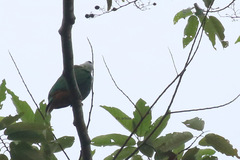 Ptilinopus melanospilus