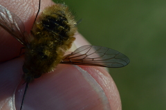 Bombylius minor