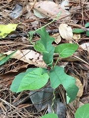Matelea decipiens