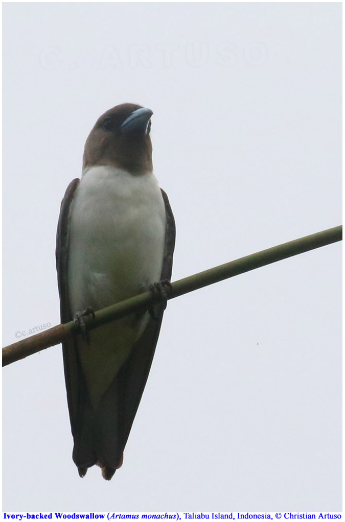 Ivory-backed Woodswallow photo