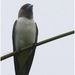 Ivory-backed Woodswallow - Photo (c) Christian Artuso, some rights reserved (CC BY-NC-ND), uploaded by Christian Artuso