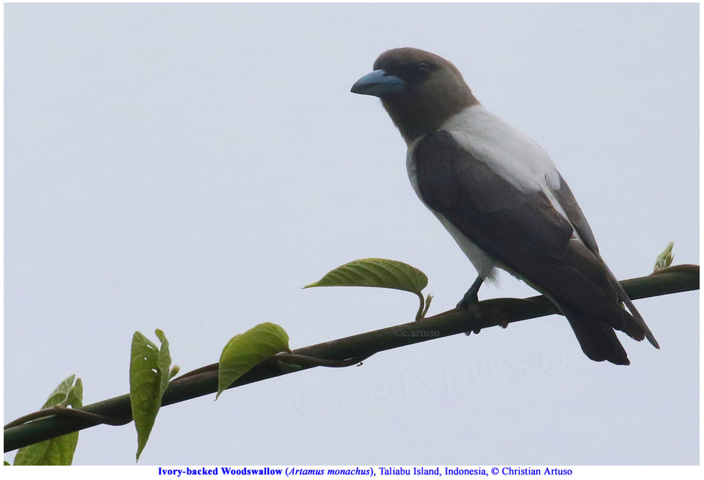Ivory-backed Woodswallow (Artamus monachus) photo