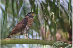 Spilornis rufipectus