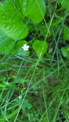 Stellaria graminea