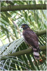 Spilornis rufipectus