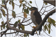 Spilornis rufipectus