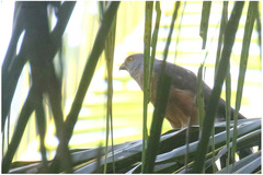 Accipiter hiogaster