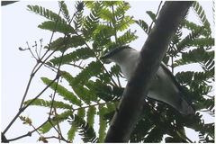 Lalage leucopygialis