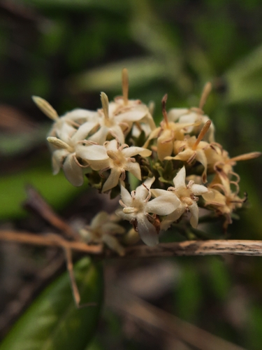 Image of Tarenna asiatica by (c) Vikas D Prasad, some rights reserved (CC BY-SA)