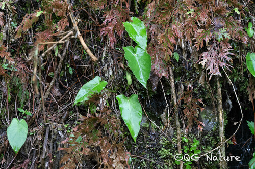 Pinellia cordata, photograph 1