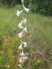 Delphinium carolinianum virescens